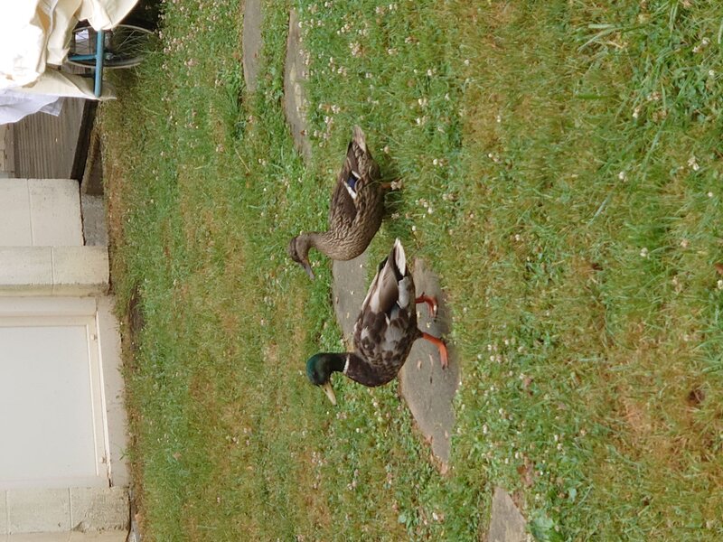 DSC_1517_2.JPG